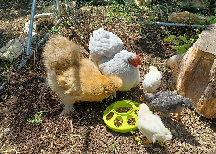 Quadruple Dans Ferme Provencale Bed & Breakfast 3*